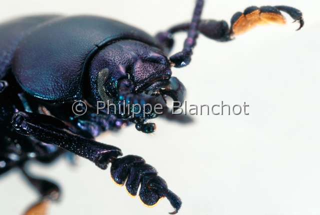 Timarcha tenebricosa.JPG - in "Portraits d'insectes" ed. SeuilTimarcha tenebricosaTimarqueBloody nosed beetleColeopteraChrysomelidaeFrance